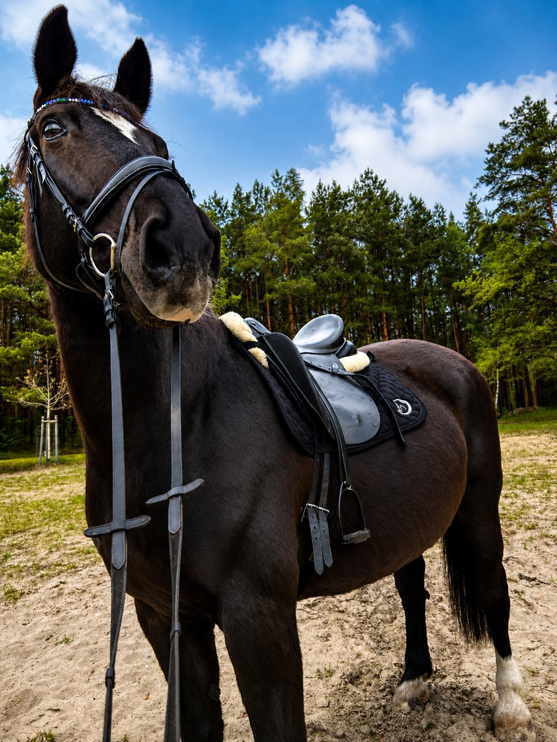 Pferd zum Verkauf